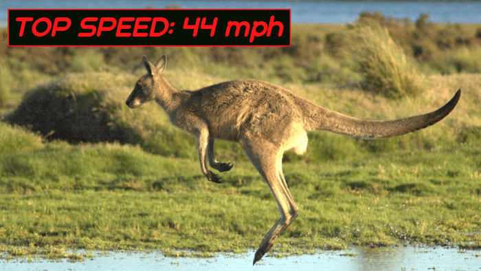 Kangaroos hop rather than running, but they can still move at up to 44 miles per hour in short bursts.