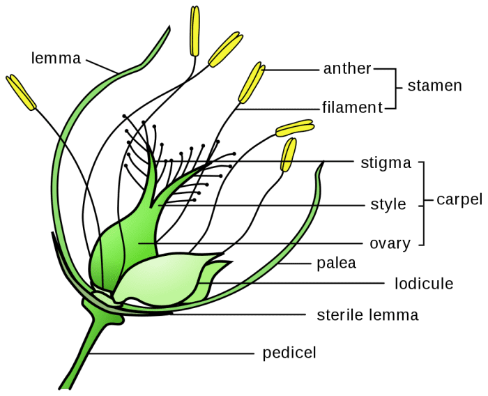 Oats Oatmeal And Porridge Plant Facts And Food Uses Owlcation