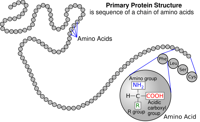 A chain of amino acids in a protein may have complex folds. The molecule as a whole has a specific shape.