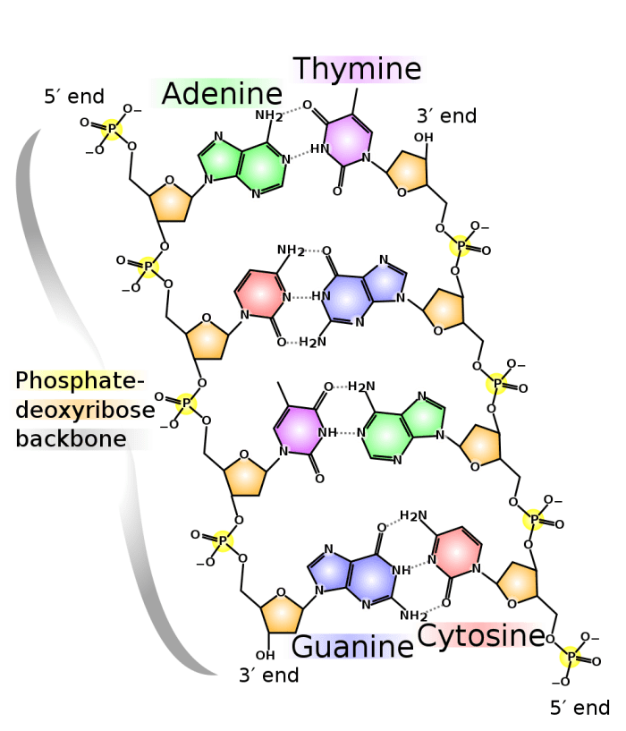 Part of a DNA molecule