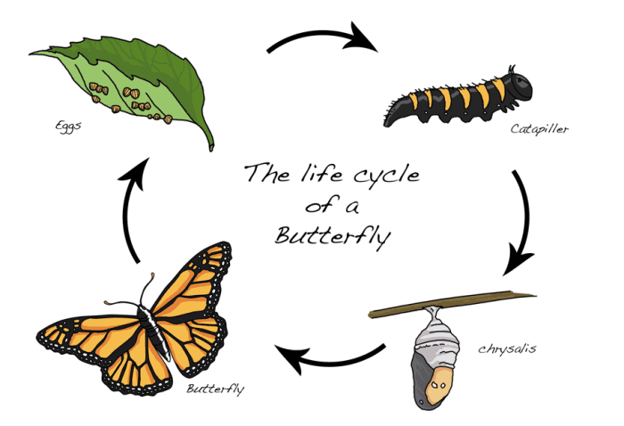The four-stage metamorphosis of the butterfly