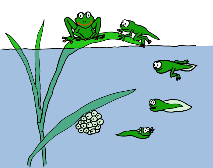 Illustration showing the life stages of a frog from spawn (eggs) to adult