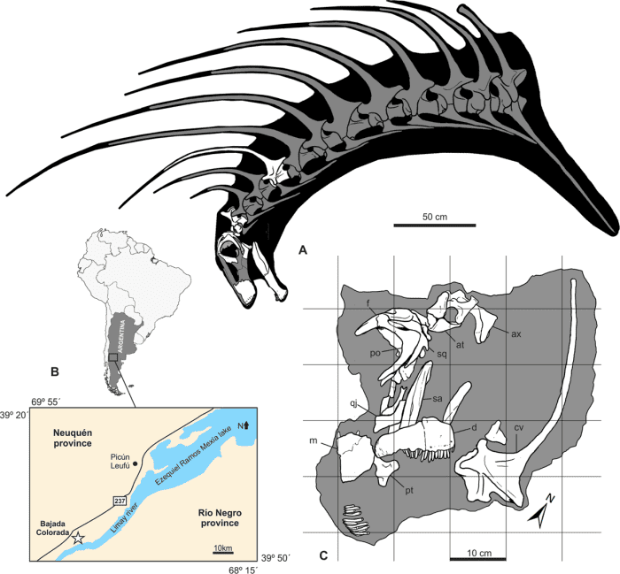 Bajadasaurus' place of discovery, projected head and neck anatomy, and known remains (in white).