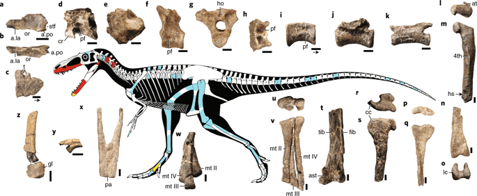 Known remains and projected anatomy of Suskityrannus by Scott Hartman. While the bones are red and light blue represent remain the different remains from two separate specimens, those in yellow are remains preserved in both specimens.