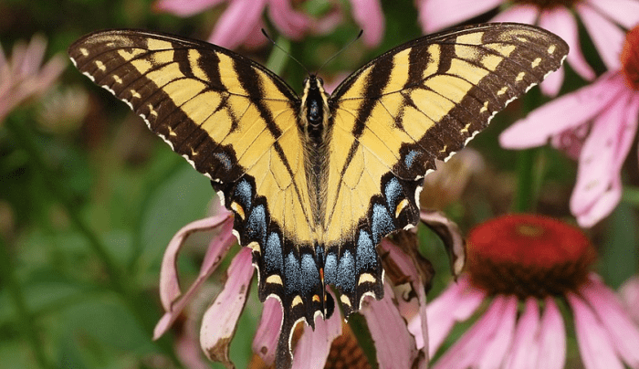 There are very few butterflies in North America that you can confuse with the tiger swallowtail.