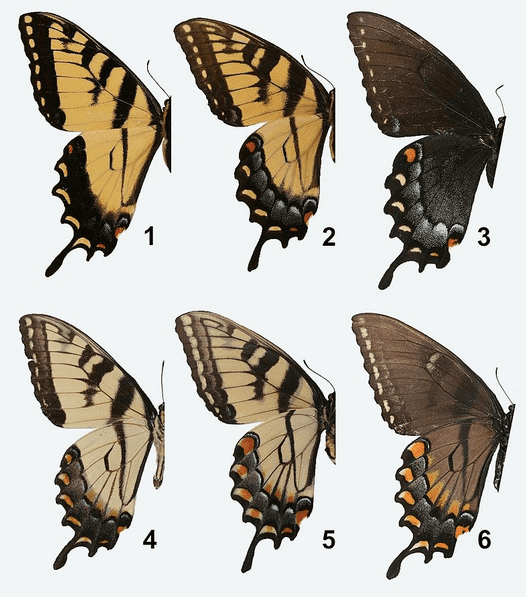 Sexual dimorphism in the tiger swallowtail.