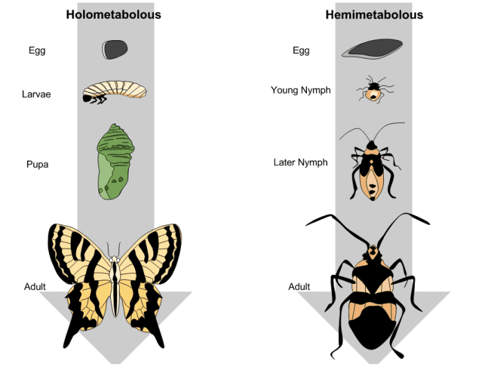 The tiger swallowtail butterfly is typical of the insects that undergo complete metamorphosis.