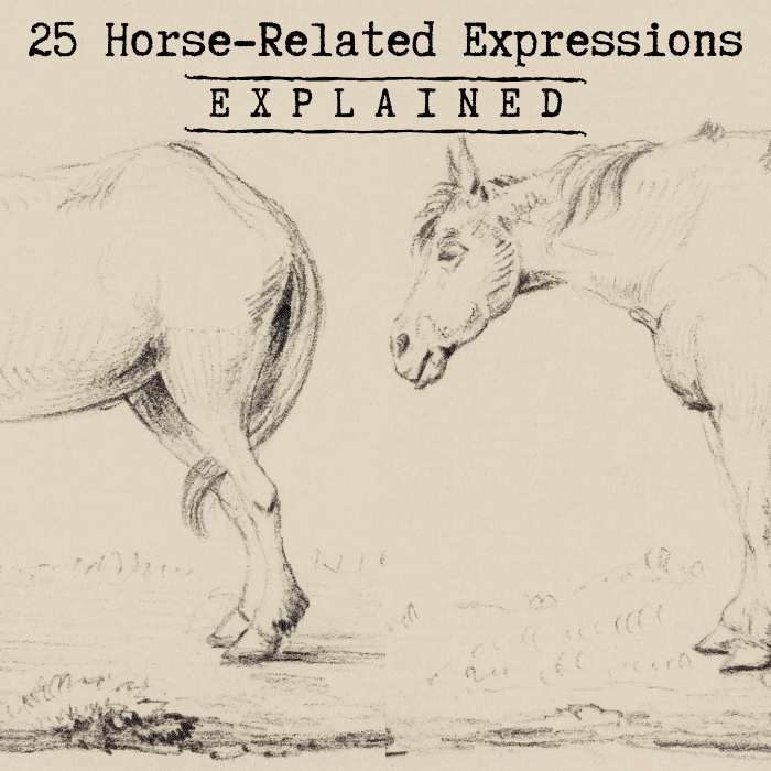Have you ever noticed how many of our expressions and idioms involve horses in some way? 