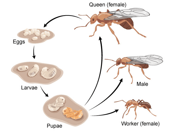 Complete metamorphosis of a typical social wasp species