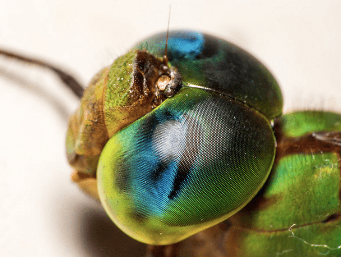 state-insect-of-alaska
