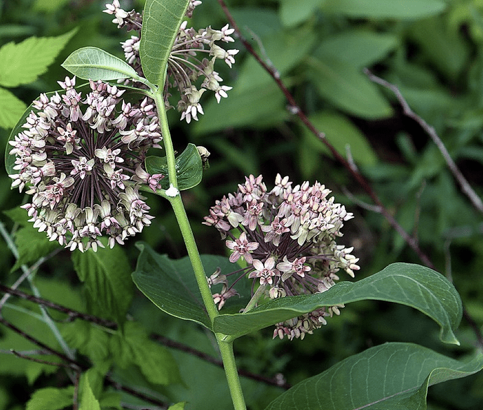 Beautiful milkweed flowers are a critical part of the monarch butterfly's lifecycle.