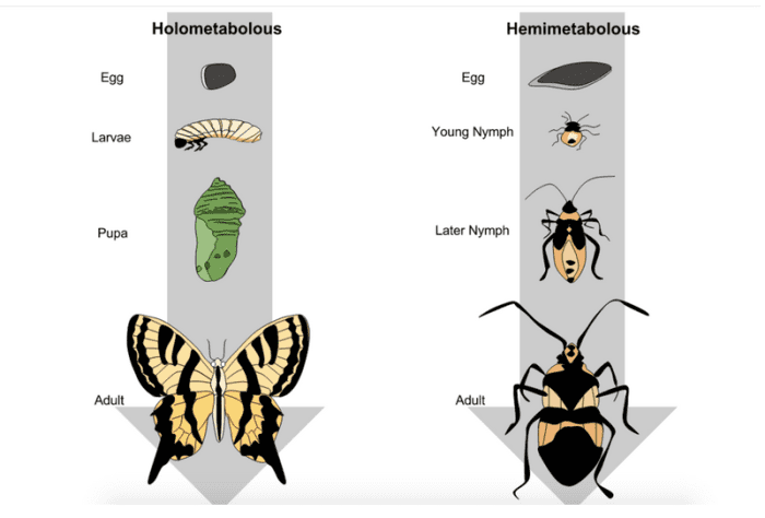 Alabama's state butterfly is typical of the insects that undergo complete metamorphosis.