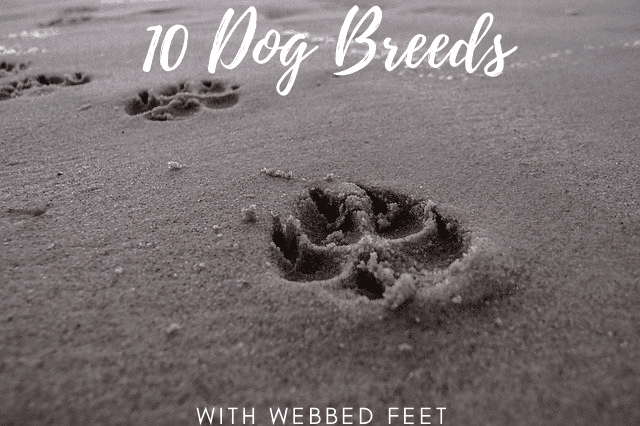 10 Dog Breeds With Webbed Feet And Why PetHelpful   Dog Breeds With Webbed Feet 