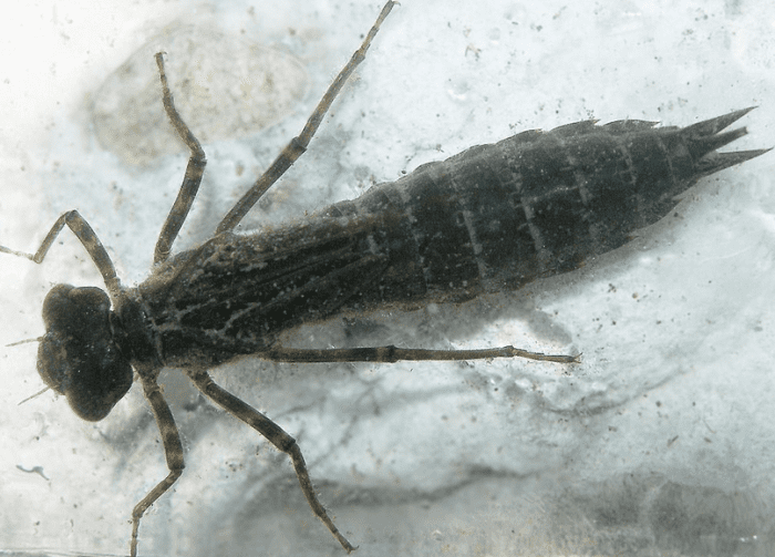A dragonfly larva, or nymph