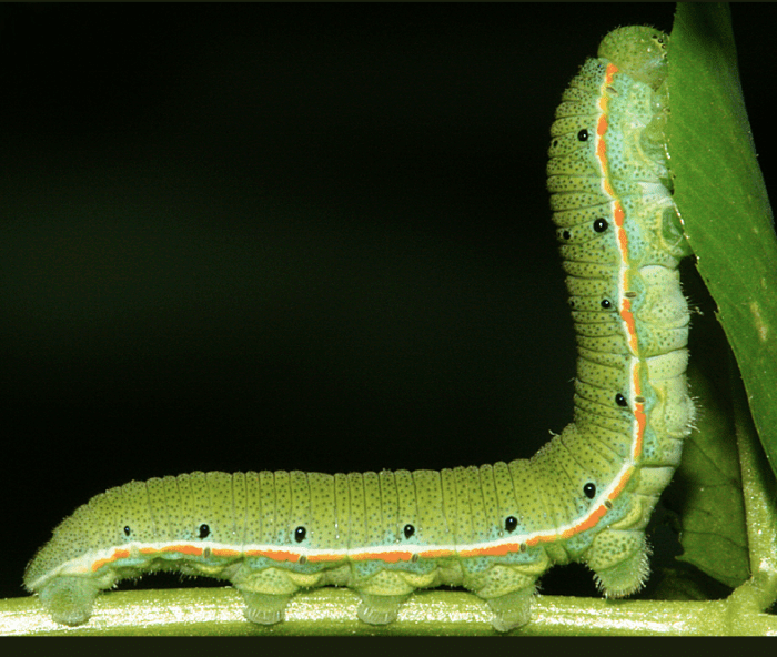 state-insect-of-california-the-california-dogface-butterfly-owlcation