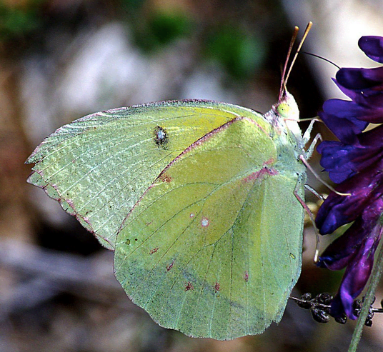 state-insect-of-california