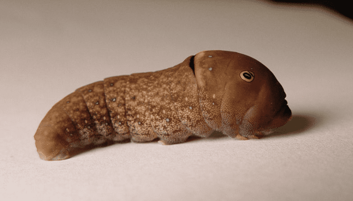 Adult tiger swallowtail caterpillar, brown form