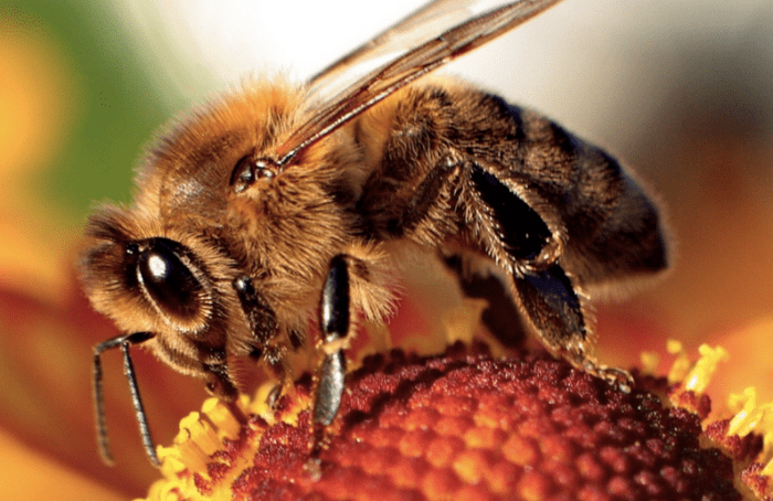 state-insect-of-kansas