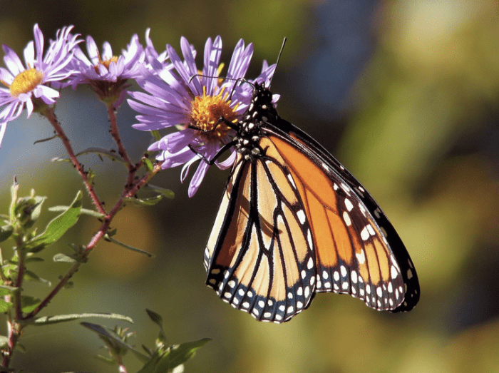 Monarchs are so named for the spots on the edges of their wings, which are said to resemble the sable-edged robes word by royalty of old.