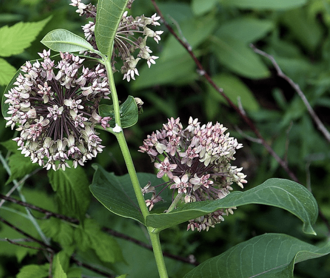 Monarch caterpillars are one of few insects that feed on toxic milkweed sap.