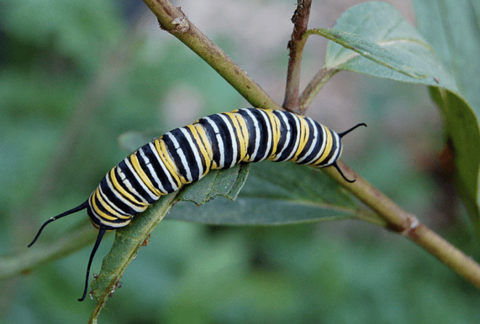Monarch caterpillars have a striking appearance but are not as easily recognized as they are in their butterfly form.
