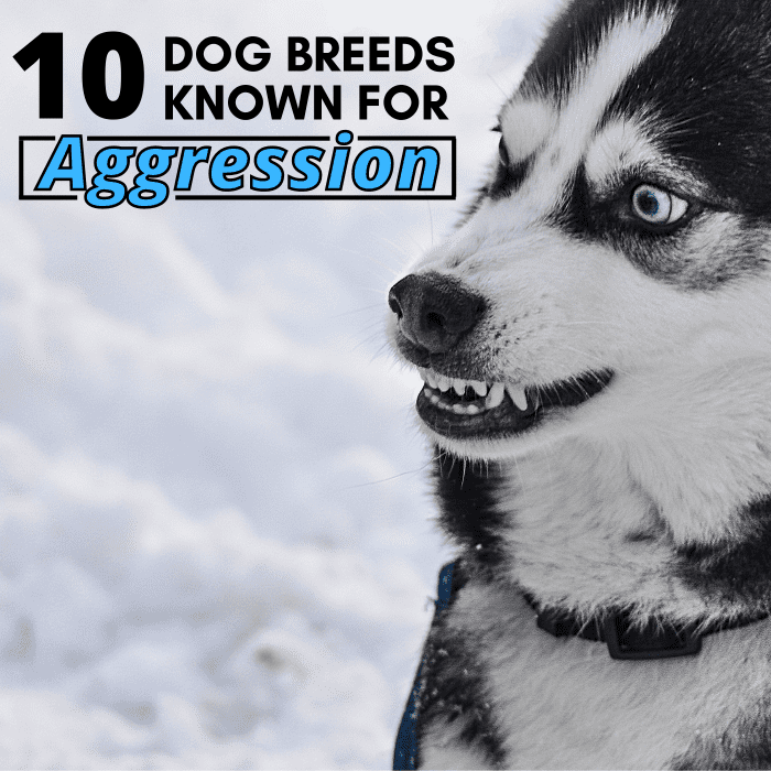 While no one dog breed is inherently vicious, some do have a higher likelihood of displaying aggressive behavior.