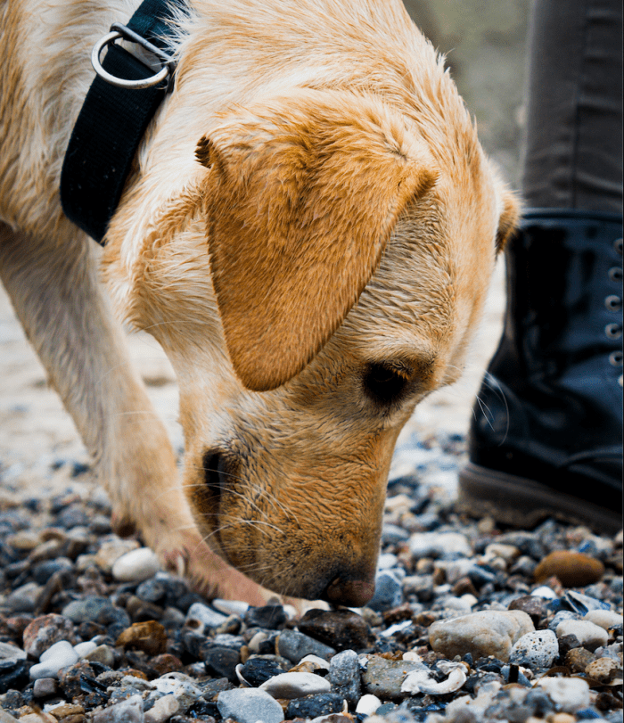 Dogs smelling everything—especially unpleasant smells—can be annoying. So, how can you stop your dog from smelling everything it can?