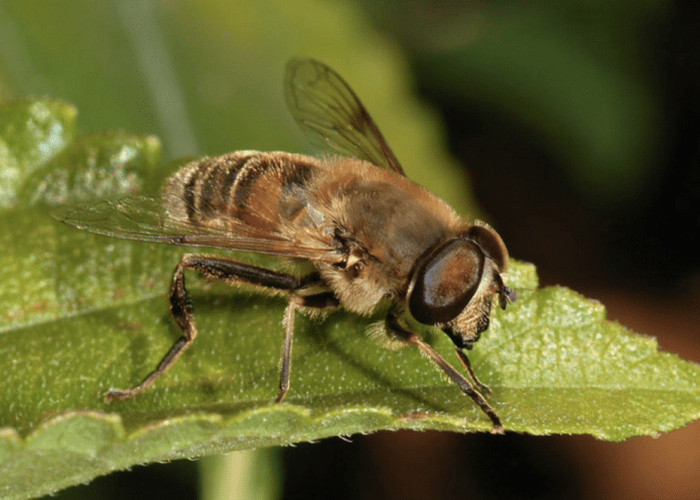 Other insects mimic bees