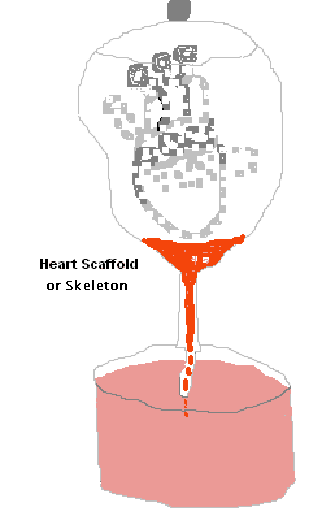 The fibrous organ center of bony tissue that provides the structure for stem cells to adhere