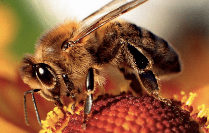 The Western Honeybee