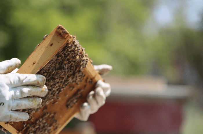 Honey Harvesting