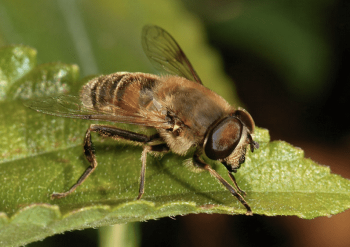 A Drone Fly