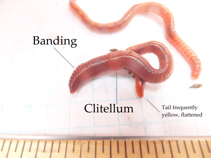 How to Identify the European Nightcrawler Composting Worm Dengarden