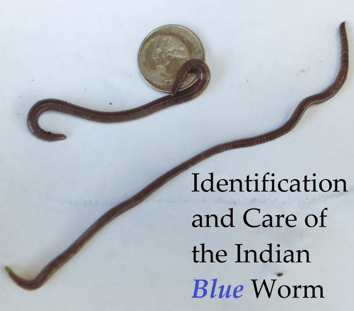 How to Identify the Indian Blue Composting Worm Dengarden