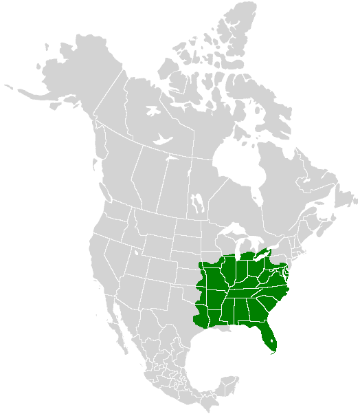 The zebra swallowtail occurs throughout the eastern United States, although it's much less common in the northern part of its range.