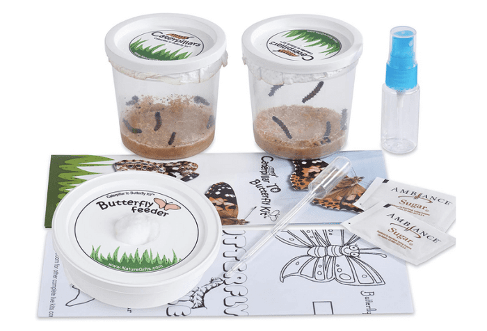 This butterfly rearing kit includes Vanessa cardui, a species closely related to the Kamehameha butterfly.