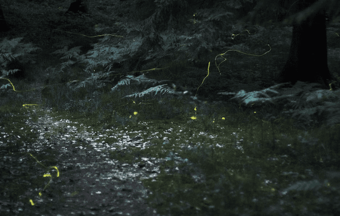 30-second exposure of fireflies in the woods.