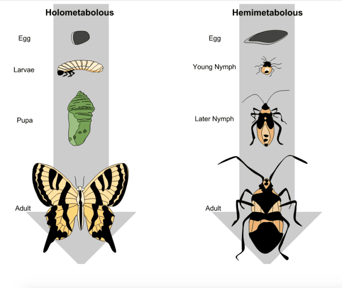 Complete metamorphosis
