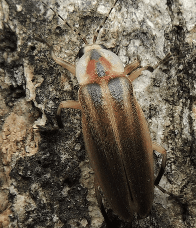 Photuris pensylvanica