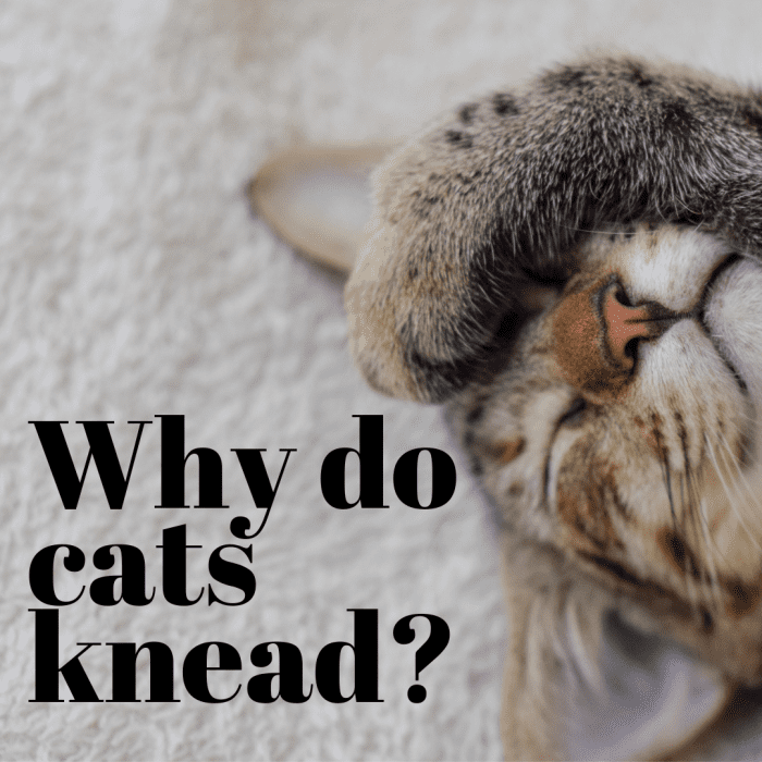 Почему кошки месят?