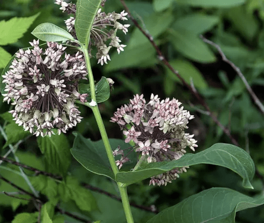 Monarch caterpillars are one of few insects that feed on toxic milkweed sap.