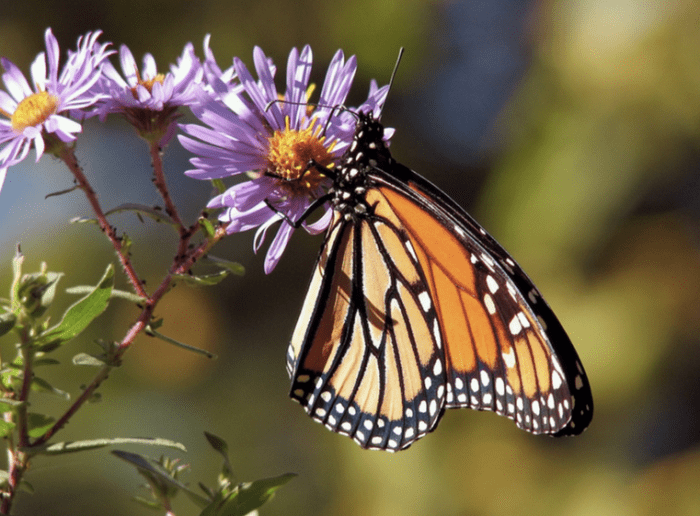 Monarchs are so named for the spots on the edges of their wings, which are said to resemble the sable-edged robes word by royalty of old.