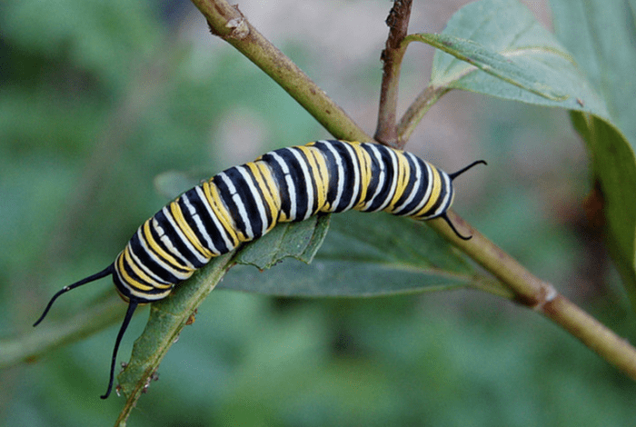 Monarch caterpillars have a striking appearance but are not as easily recognized as they are in their butterfly form.