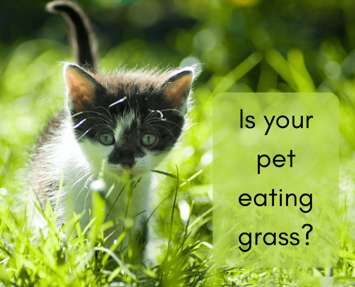 Why Do Dogs and Cats Eat Grass? Three Theories PetHelpful