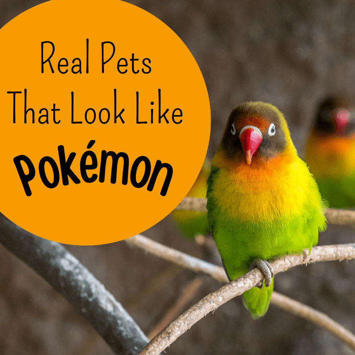 Have you always dreamed of owning a Pokémon? Learn about some real-life exotic pets that resemble characters from the series.