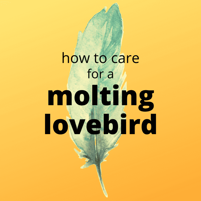 Lovebird Molting Symptoms and Care PetHelpful