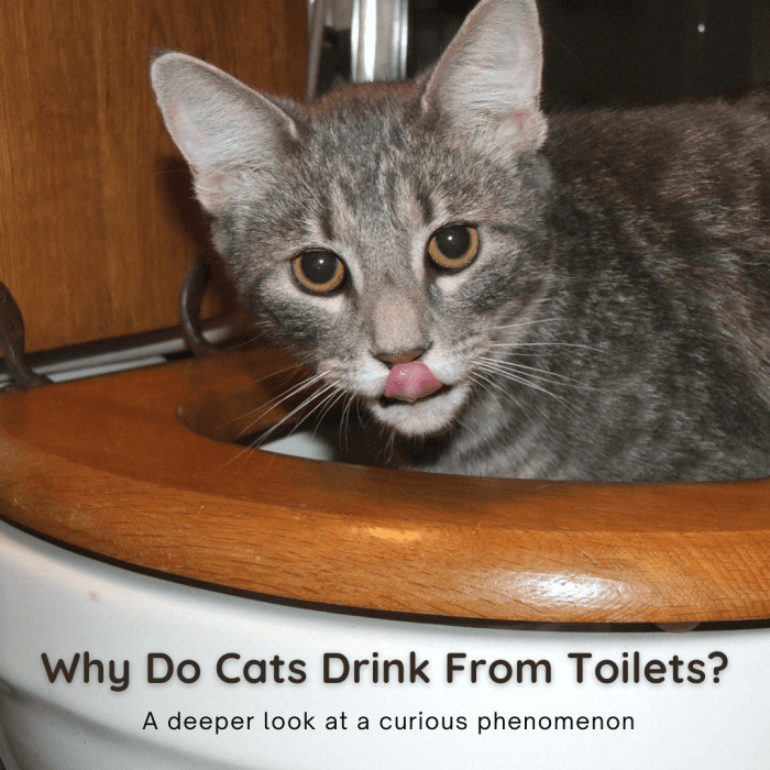 Why in the World Do Cats Drink From Toilets? PetHelpful