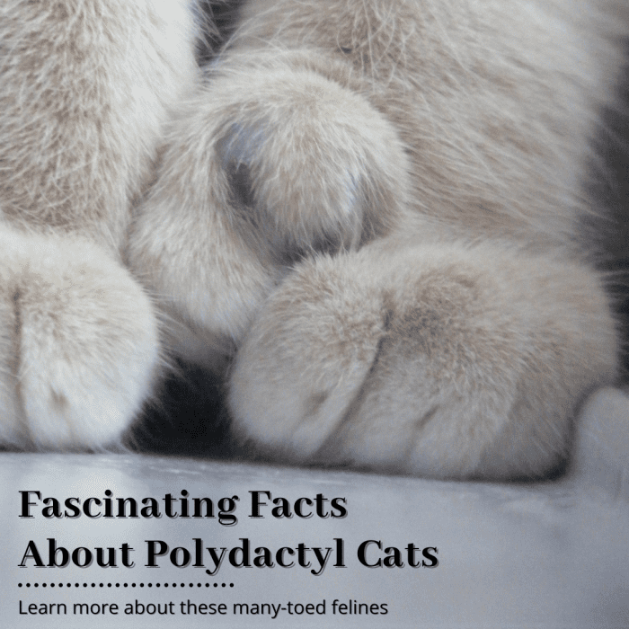 This article will break down everything you need to know about polydactyl cats and what makes them special.