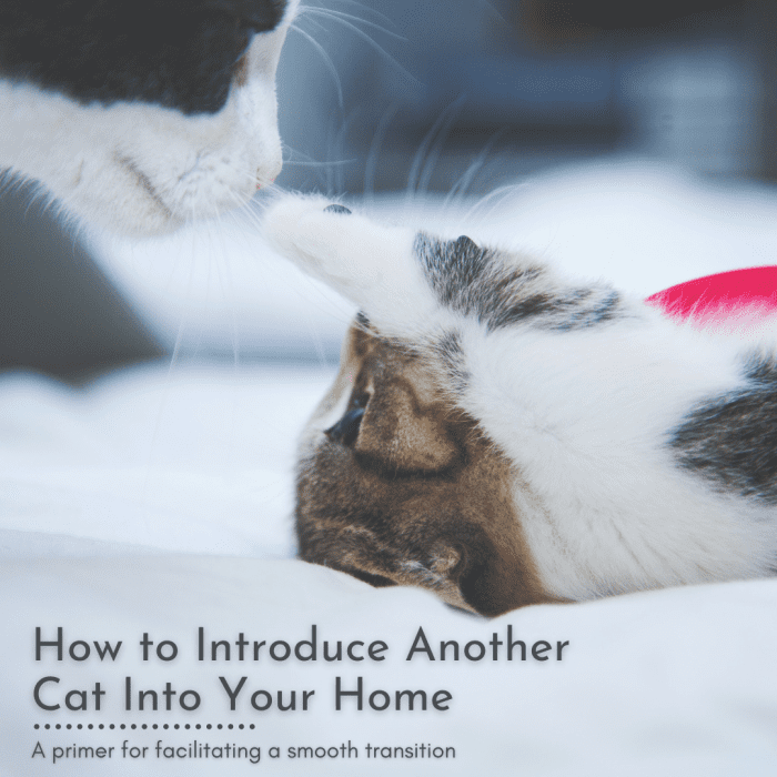 How to Introduce Another Cat Into Your Home PetHelpful