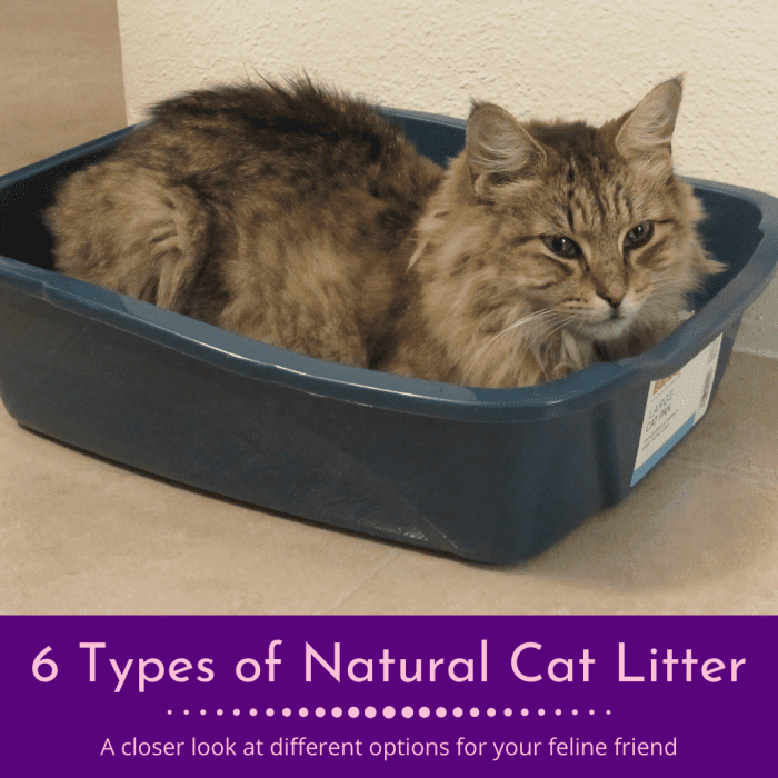 6 Types of Natural Cat Litters for Anderson Pooper PetHelpful